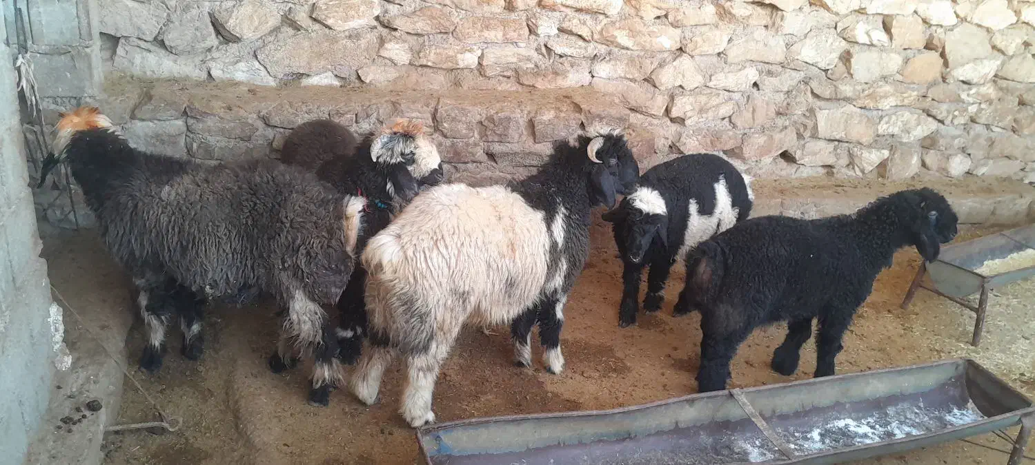 بره چاق|حیوانات مزرعه|مسجد سلیمان, |دیوار