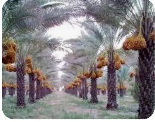 خرما|خوردنی و آشامیدنی|تبریز, |دیوار