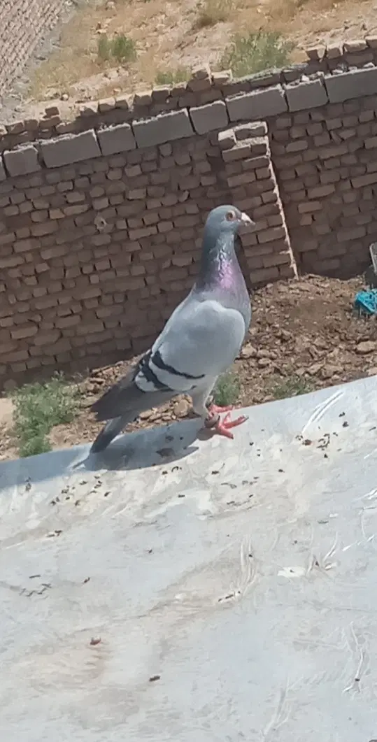 کفتر|پرنده|شاسکوه, |دیوار
