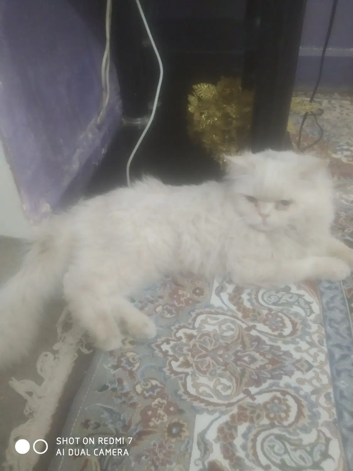 گربه|گربه|زاهدان, |دیوار