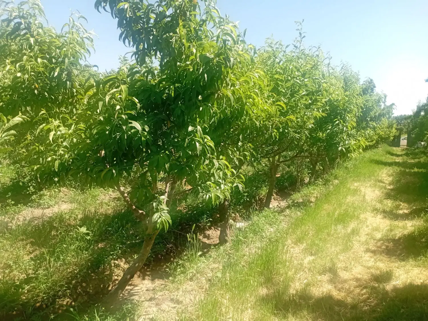 زمین کاسبی سهیلیه – pohled 2