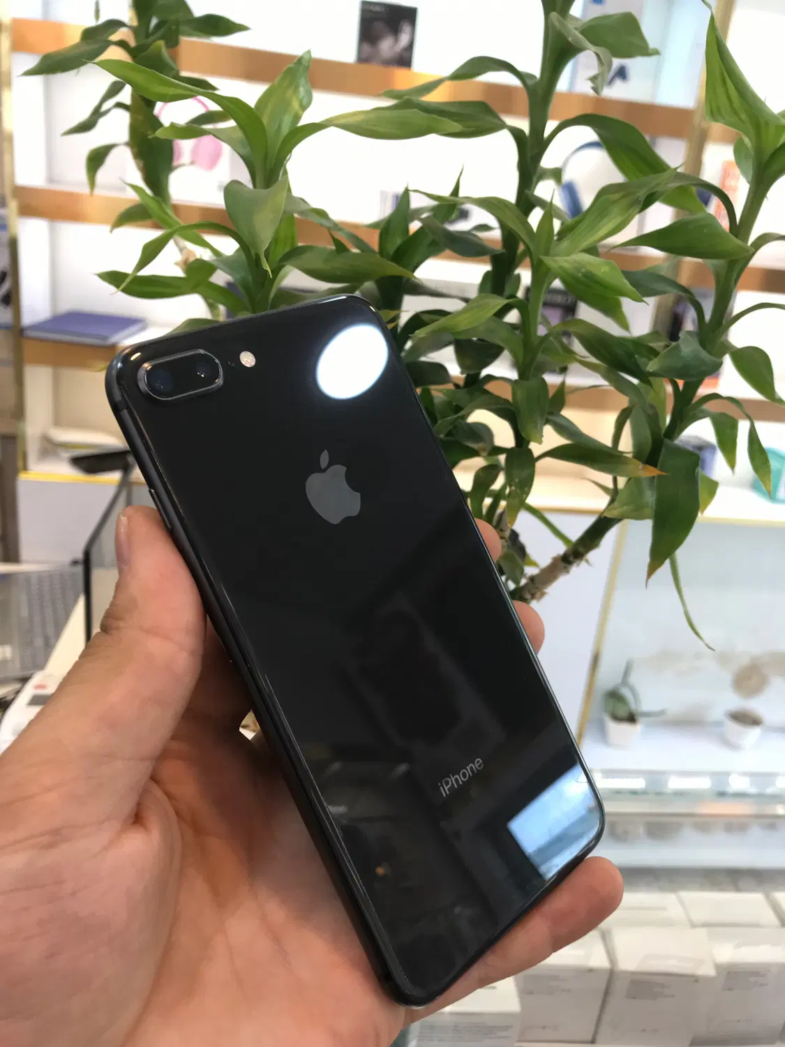 iPhone 8 Plus|موبایل|مشهد, کارگران|دیوار