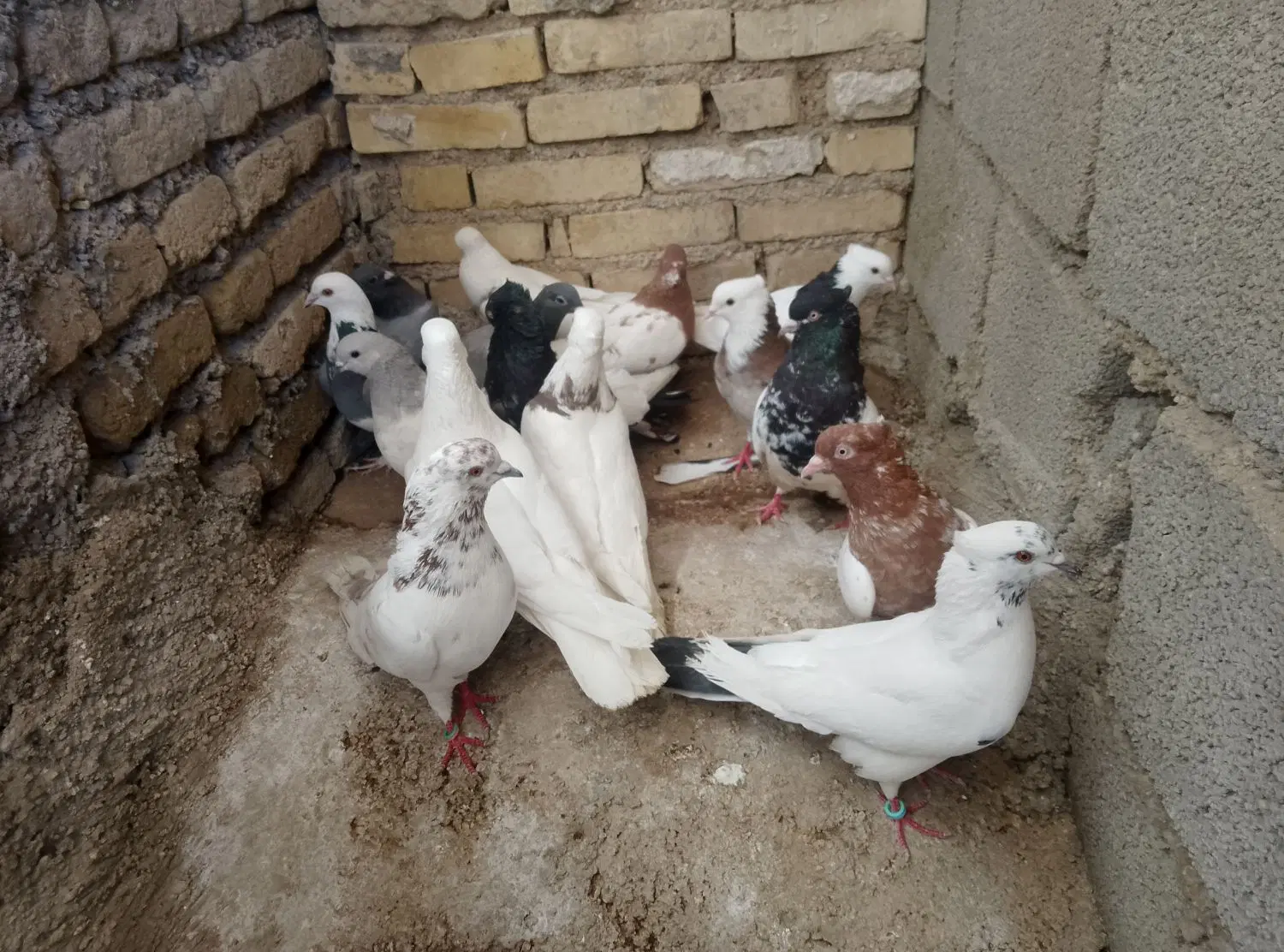 کبوتر|پرنده|ایذه, |دیوار