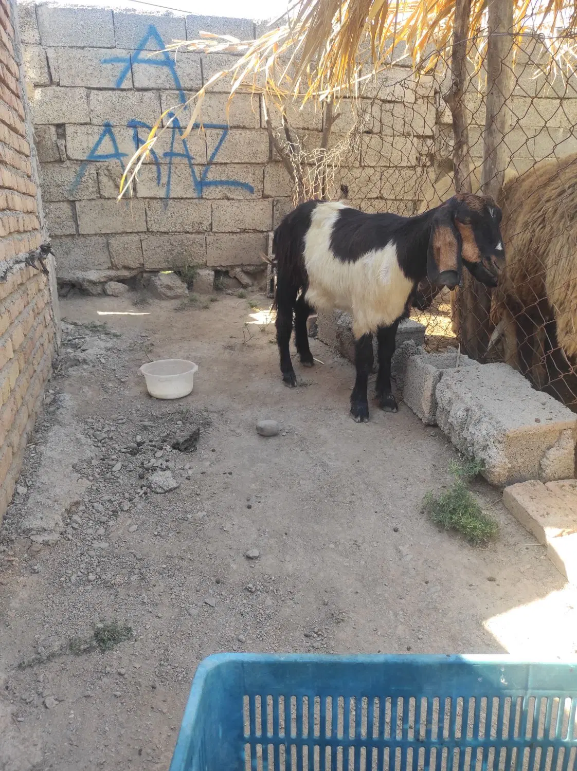 بزو|حیوانات مزرعه|پارس‌آباد, |دیوار