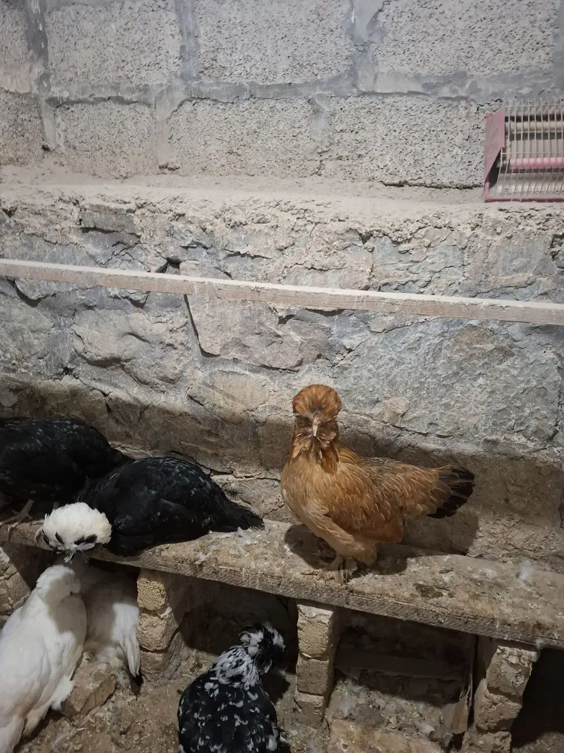 تخم مرغ سلطان لهستانی وبرهما|حیوانات مزرعه|آبسرد, |دیوار