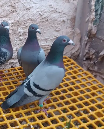 نشسته|پرنده|خورموج, |دیوار