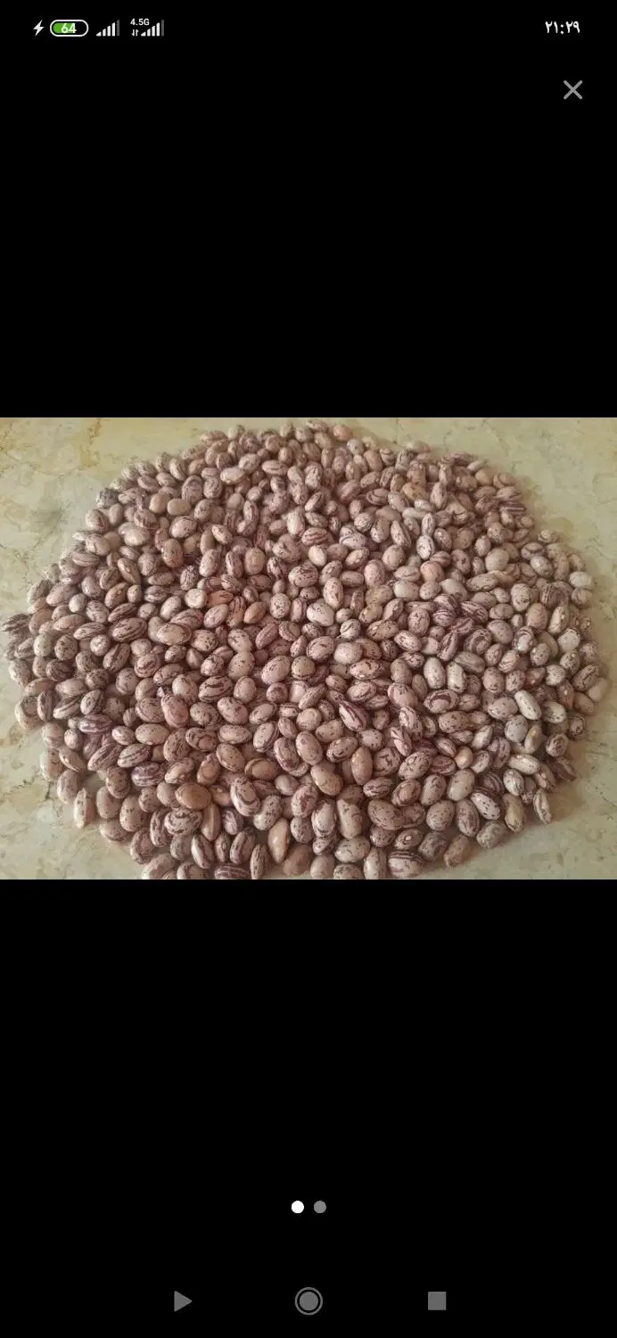 لوبیا|خوردنی و آشامیدنی|بهمن صغاد, |دیوار