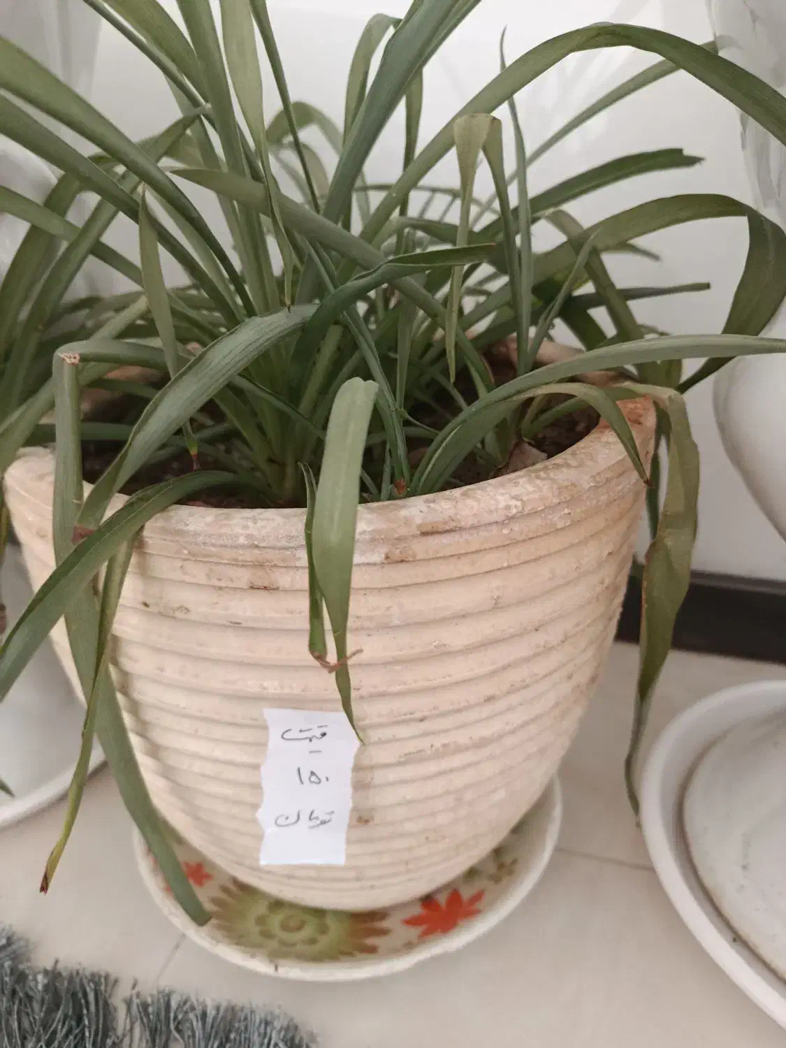 گل و گلدان|گل و گیاه طبیعی|سبزوار, طبرسی (جعفرآباد)|دیوار