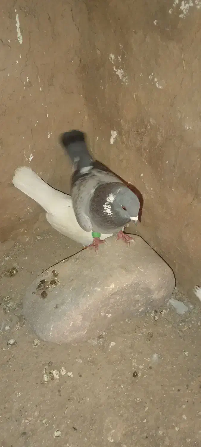 کفتر|پرنده|خواف, |دیوار
