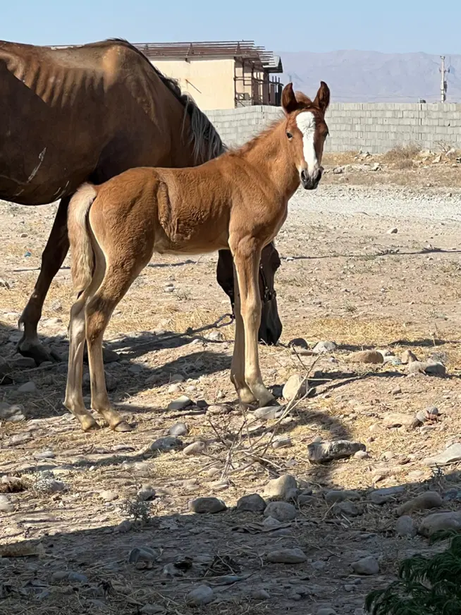 اسب|اسب و تجهیزات اسب‌سواری|مشهد, نوچاه|دیوار
