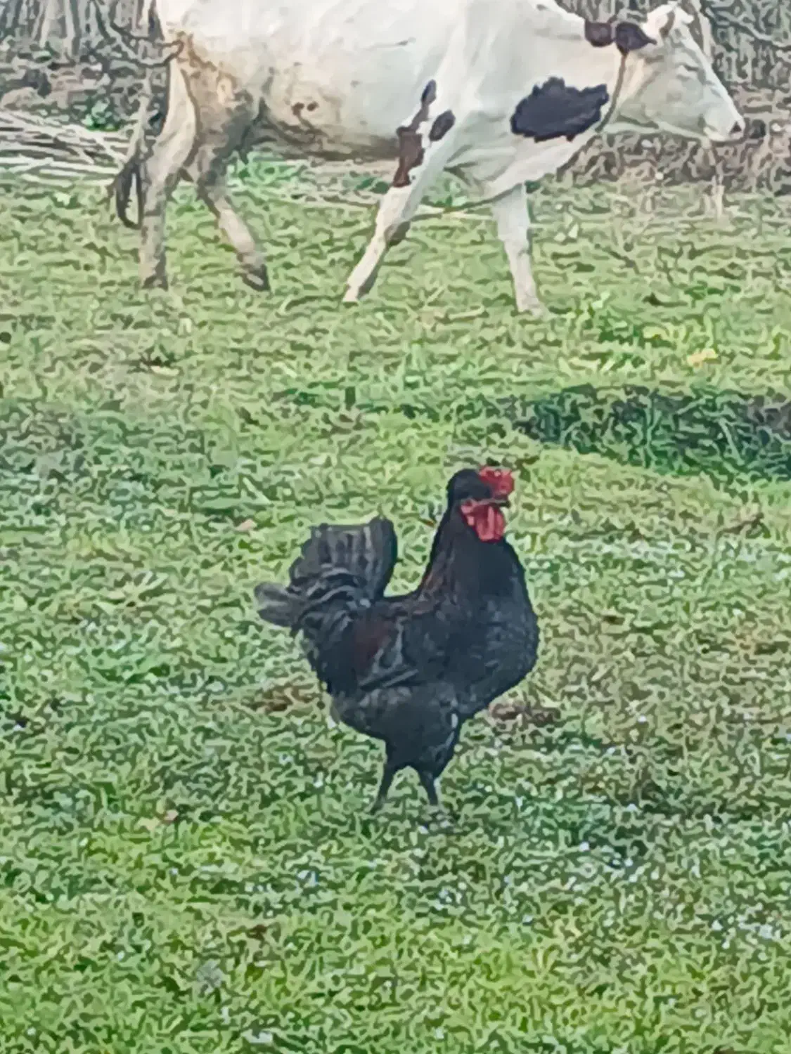 خروس|حیوانات مزرعه|رشت, حومه رشت|دیوار