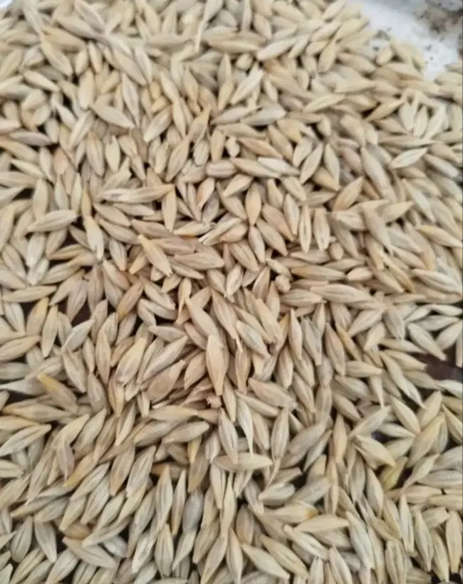 جو دیم|خوردنی و آشامیدنی|فریمان, |دیوار