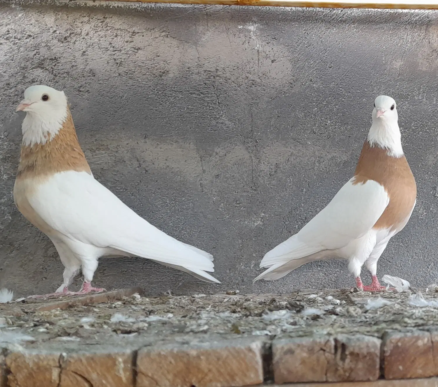 طوقی|پرنده|شیراز, وحدت|دیوار