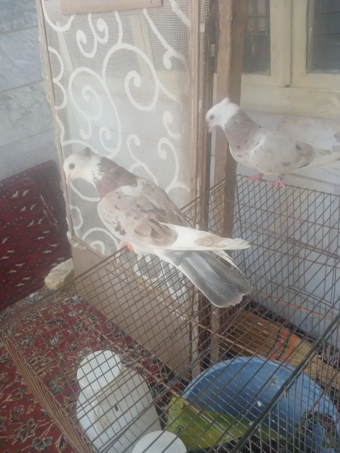 کفتر|پرنده|نائین, |دیوار