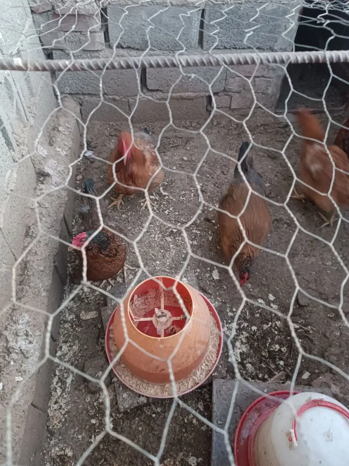 مرغ محلی|حیوانات مزرعه|یزدان شهر, |دیوار