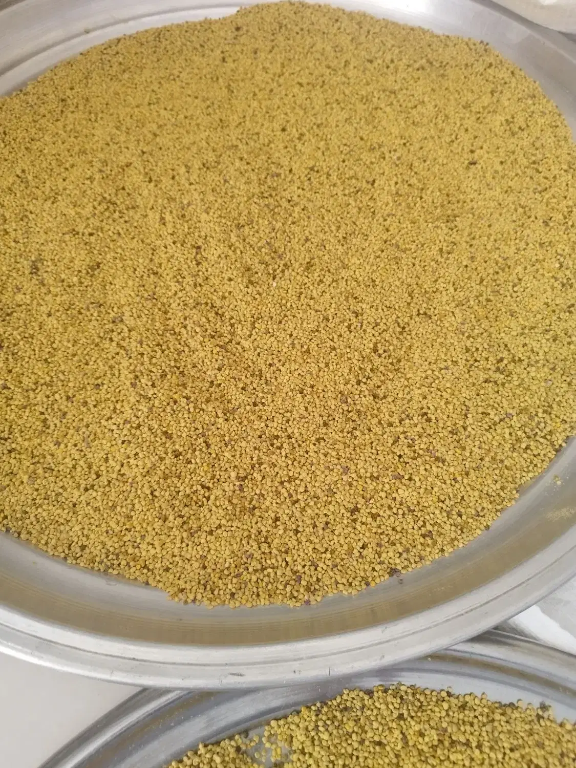 گرده گل|گل و گیاه طبیعی|ایذه, |دیوار