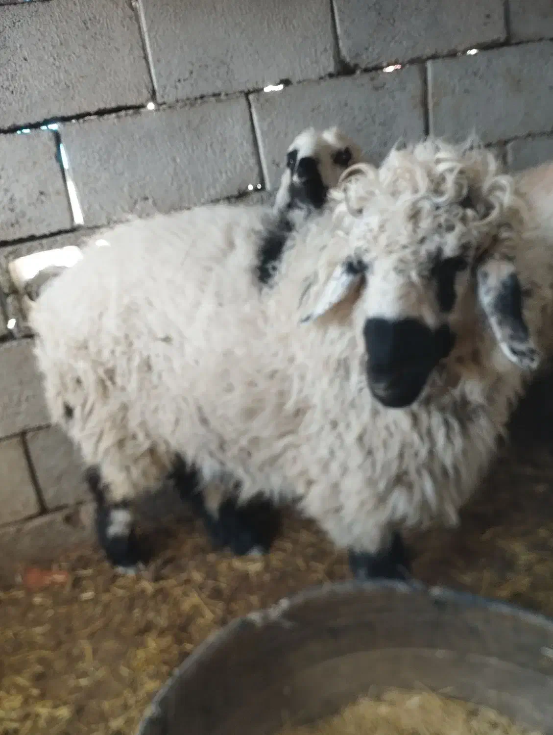 بره چاق|حیوانات مزرعه|نیمروز, |دیوار