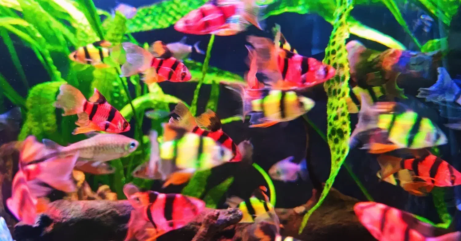 ماهی گوپی|ماهی|اهواز, پادادشهر|دیوار