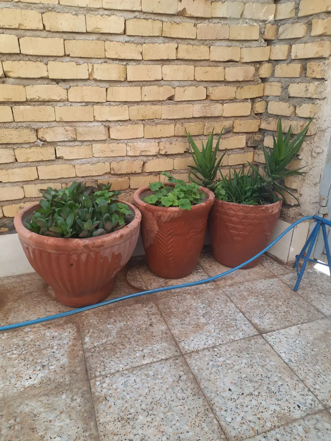 گلدان|گل و گیاه طبیعی|شیراز, شهرک زینبیه|دیوار