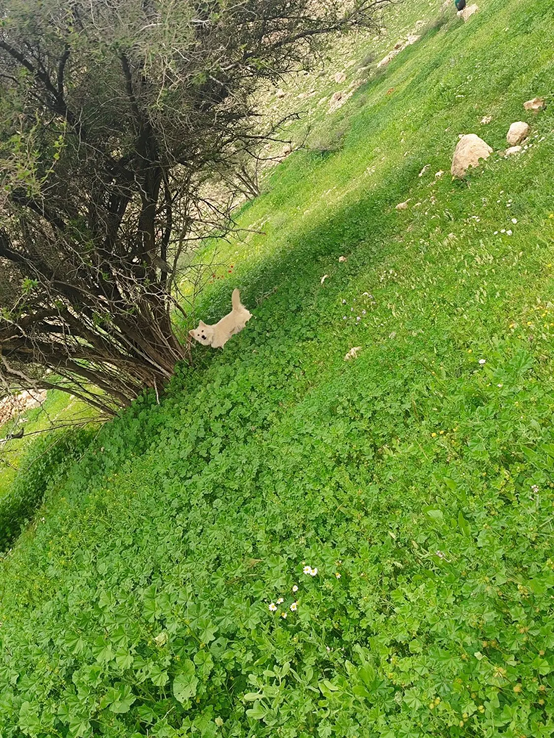 سگ خارجی|سگ|مرودشت, بیست متری بیمارستان|دیوار