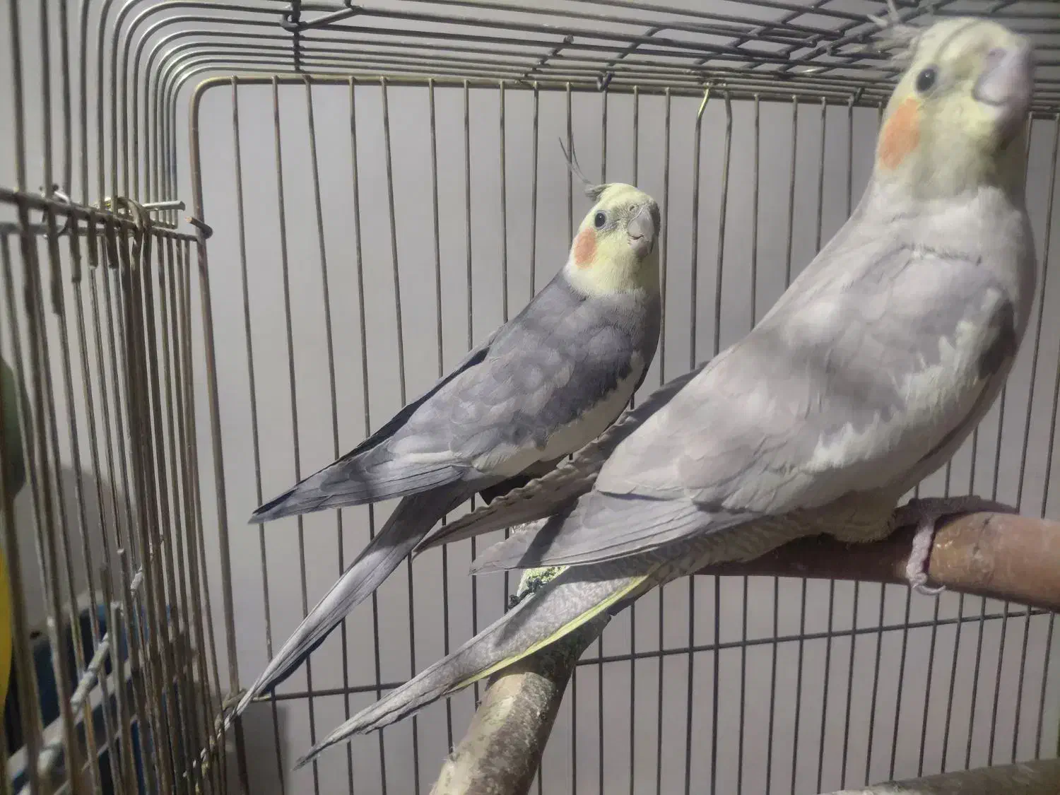 ۱جفت عروسی هلندی|پرنده|تهران, سعیدآباد|دیوار