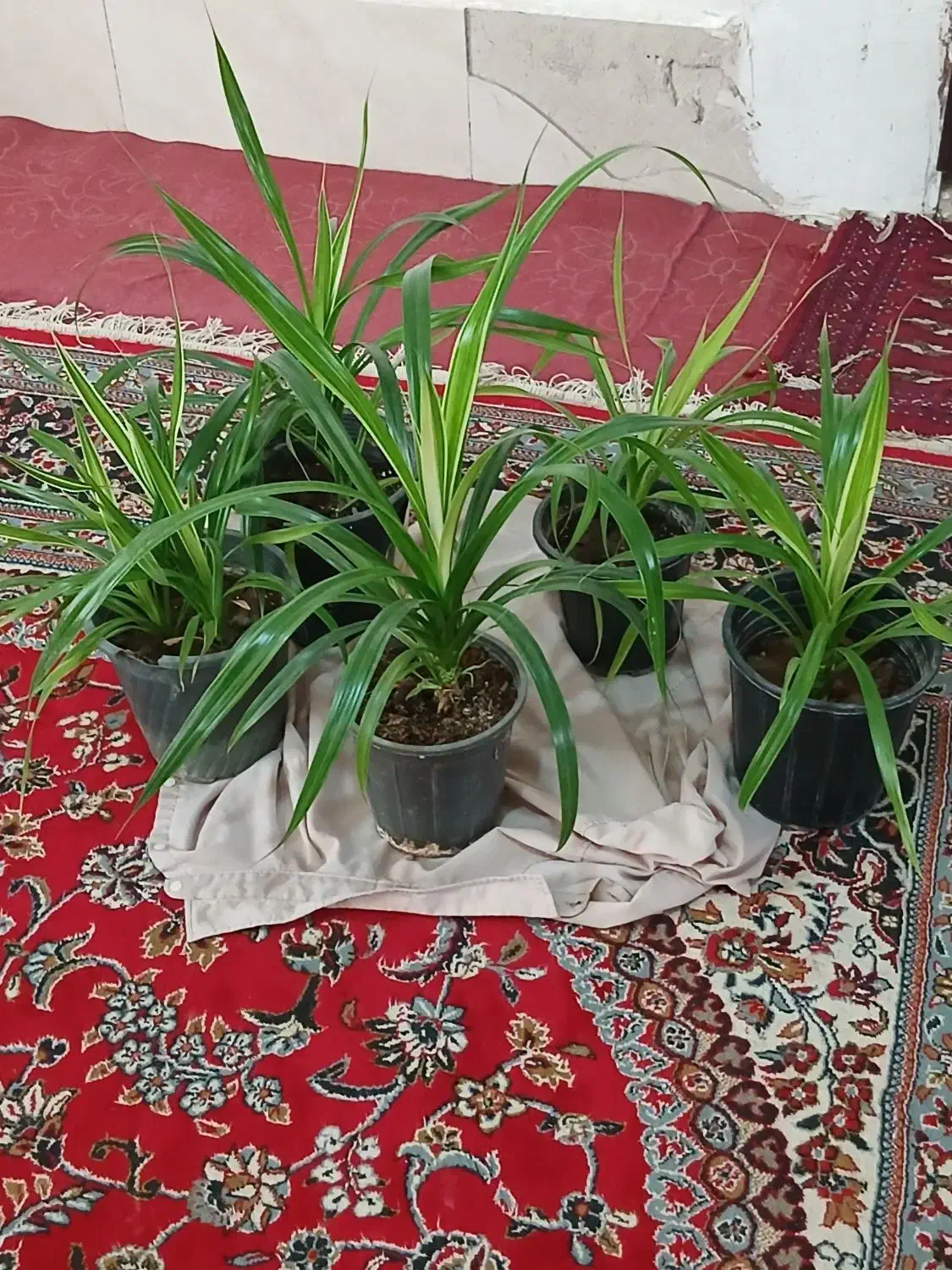 گل پامتاس|گل و گیاه طبیعی|مشهد, کلاته برفی|دیوار