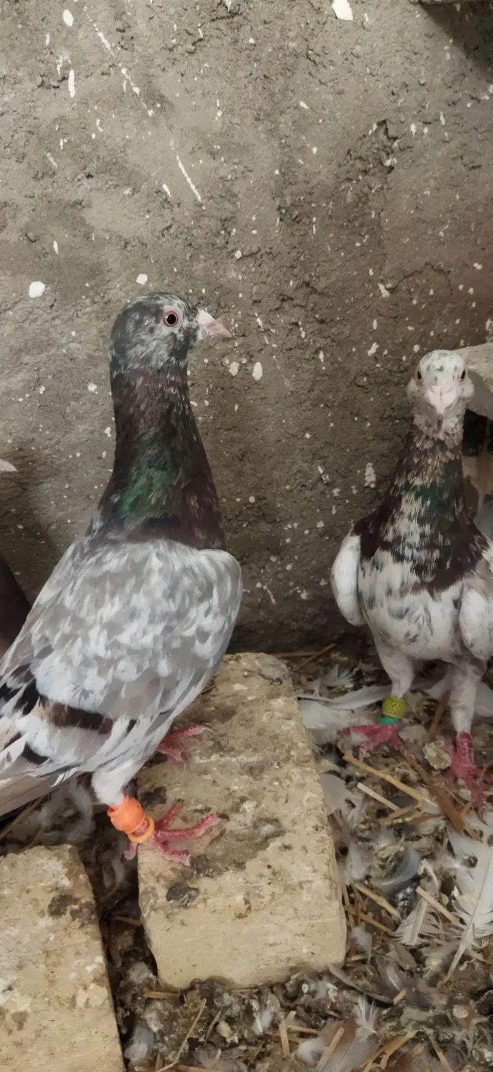 کبوتر|پرنده|دشتابی, |دیوار
