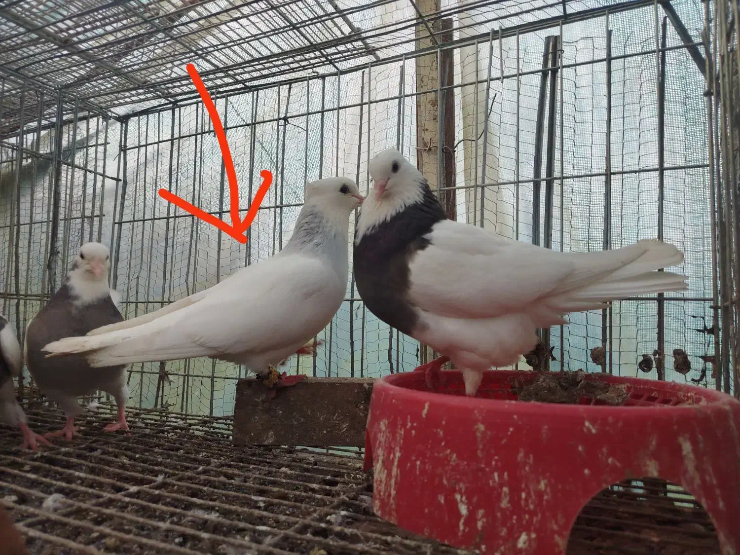 کبوتر جفت|پرنده|خرم‌آباد (تنکابن), |دیوار