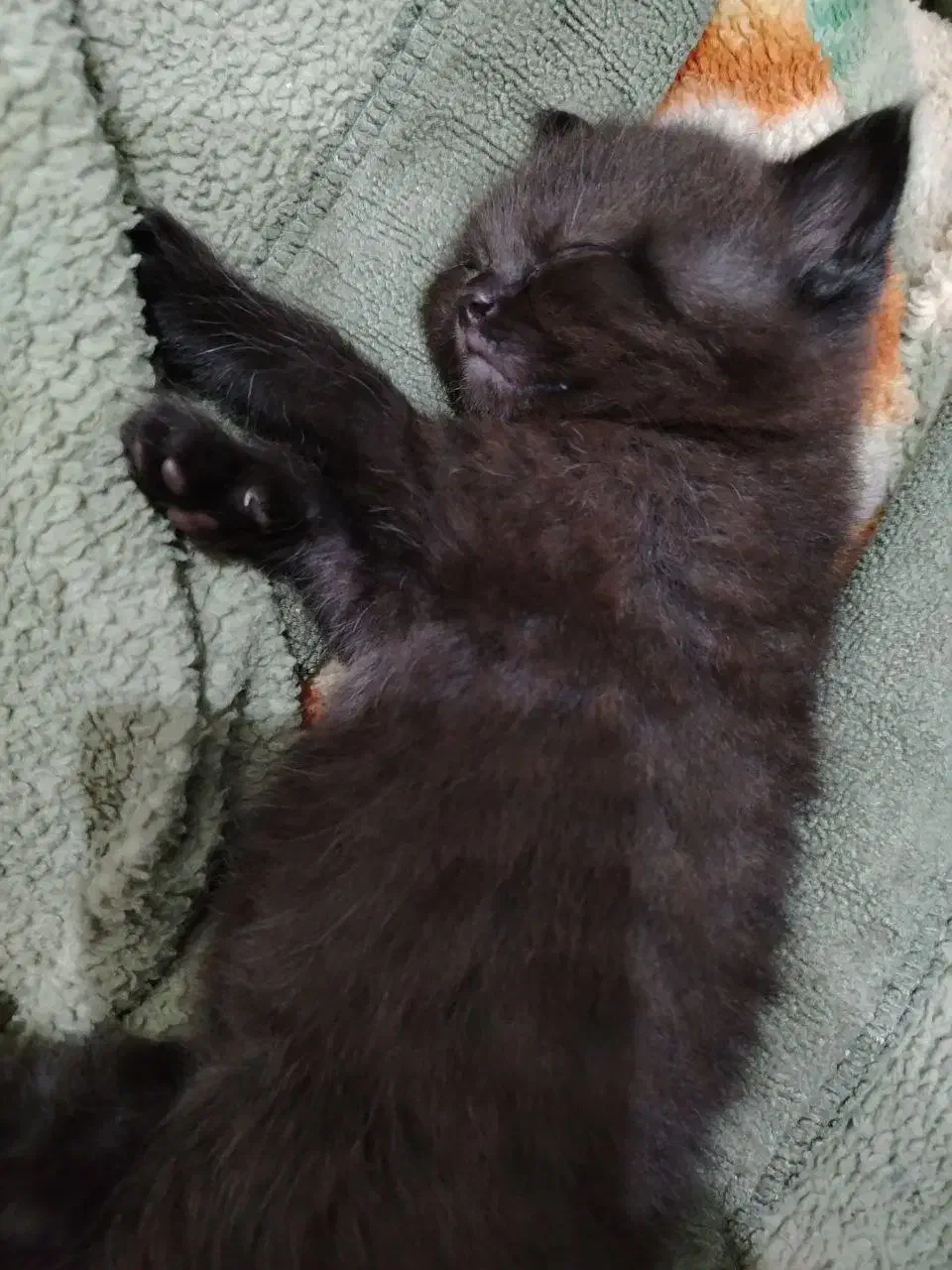 گربه|گربه|اهواز, کوی مهدیس|دیوار