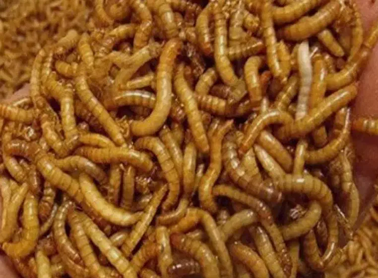 کرم میلورم خشک و زنده و آموزش پرورش|خزنده|محمدیه-قزوین, |دیوار