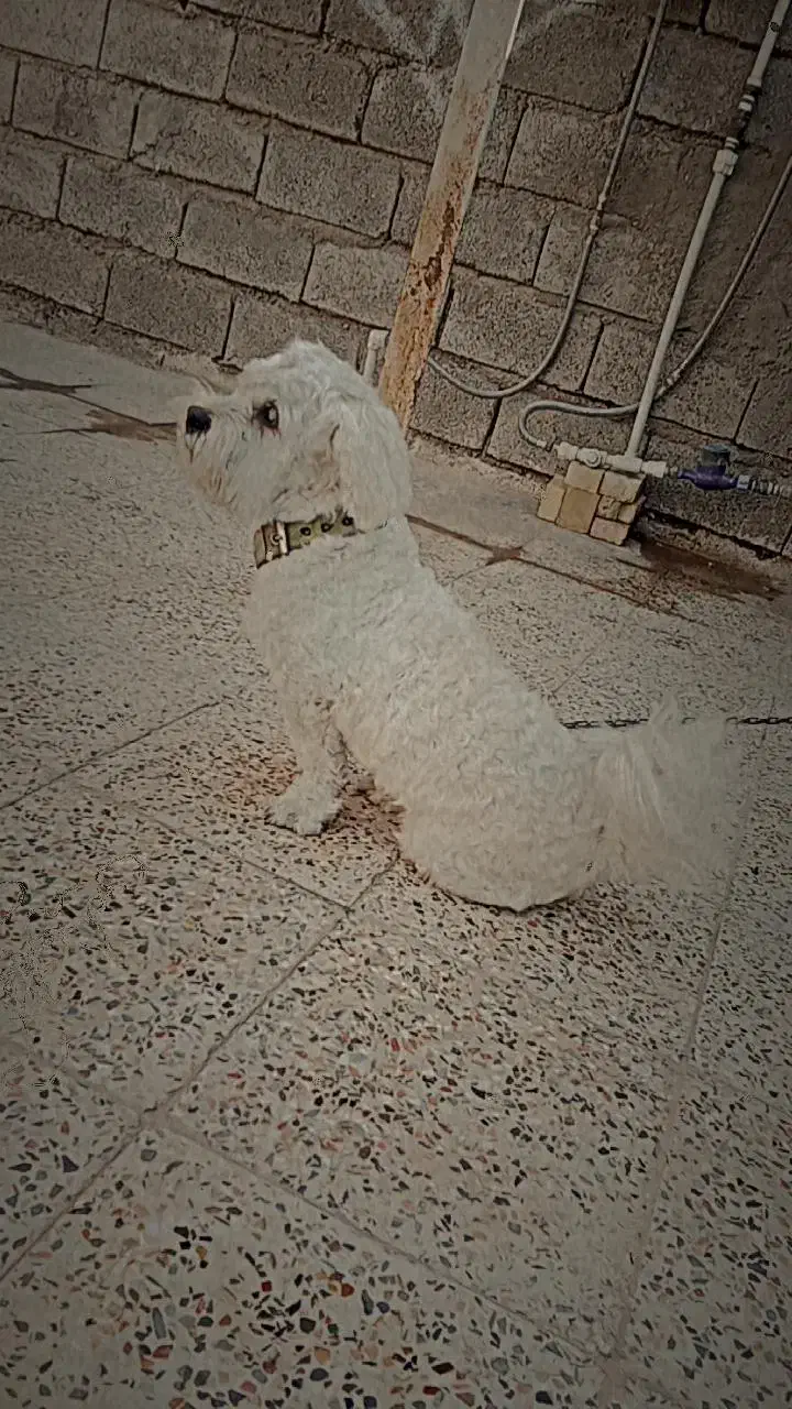 سگ .|سگ|مسجد سلیمان, |دیوار