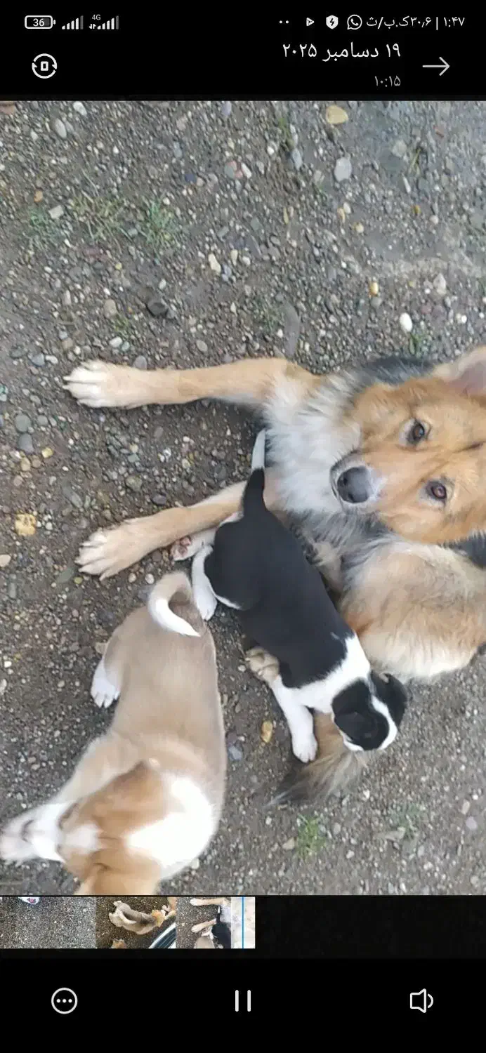 توله سگ ژرمن|سگ|پیربازار, |دیوار