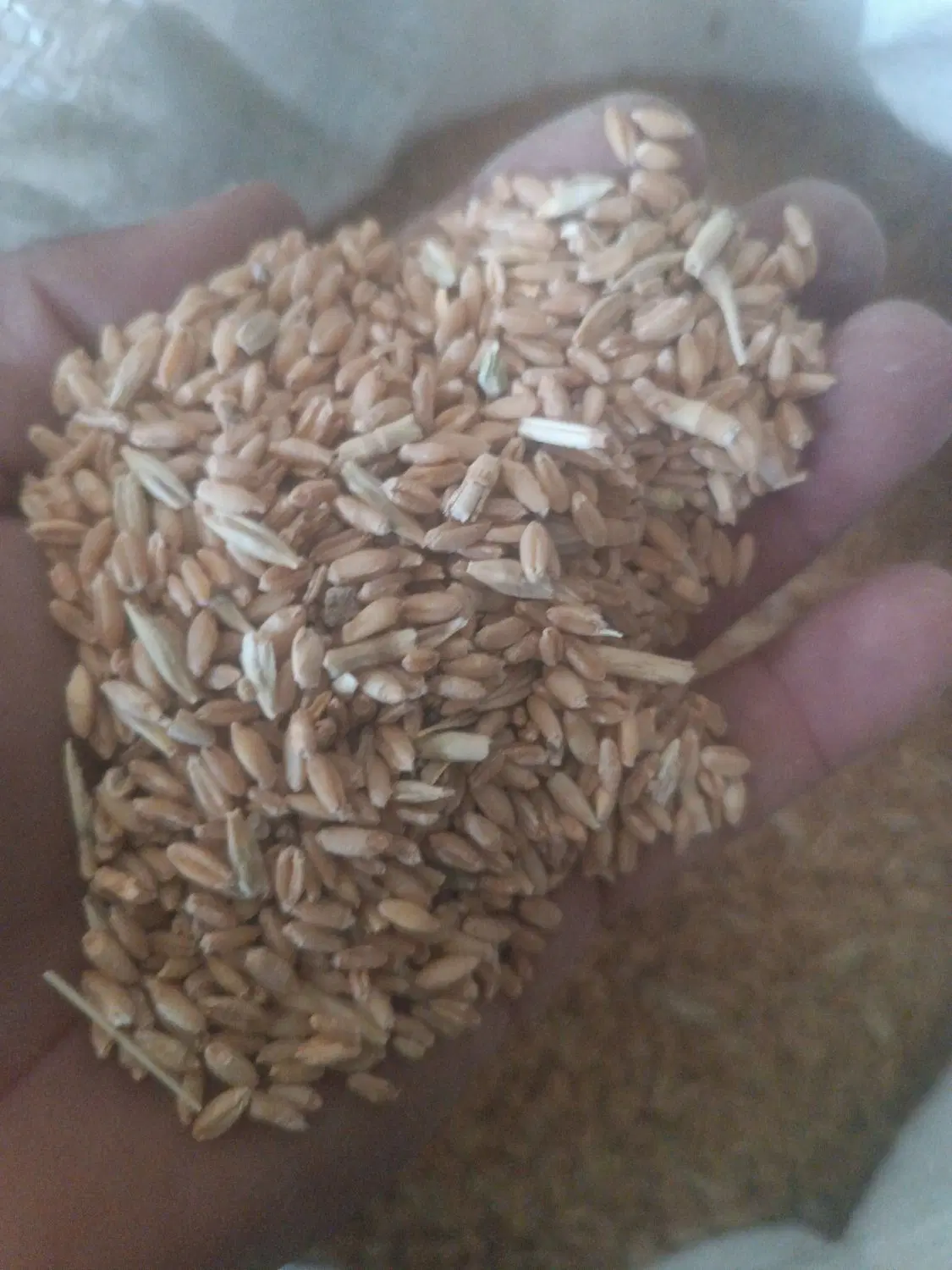 گندم|گل و گیاه طبیعی|مرودشت, ده بید|دیوار