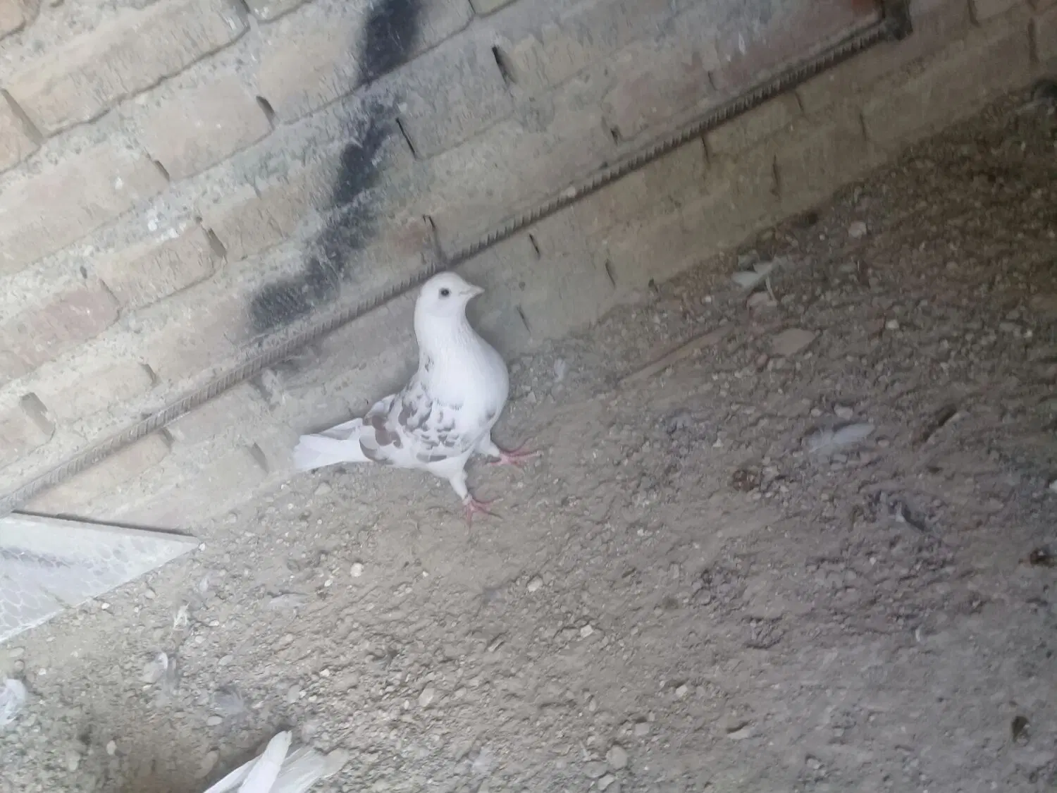 کبوتر|پرنده|آبدانان, |دیوار