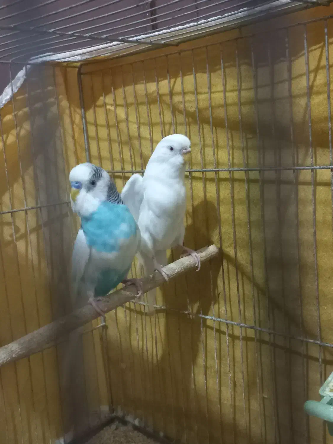 مرغ عشق|پرنده|اصفهان, کوی گلزار|دیوار