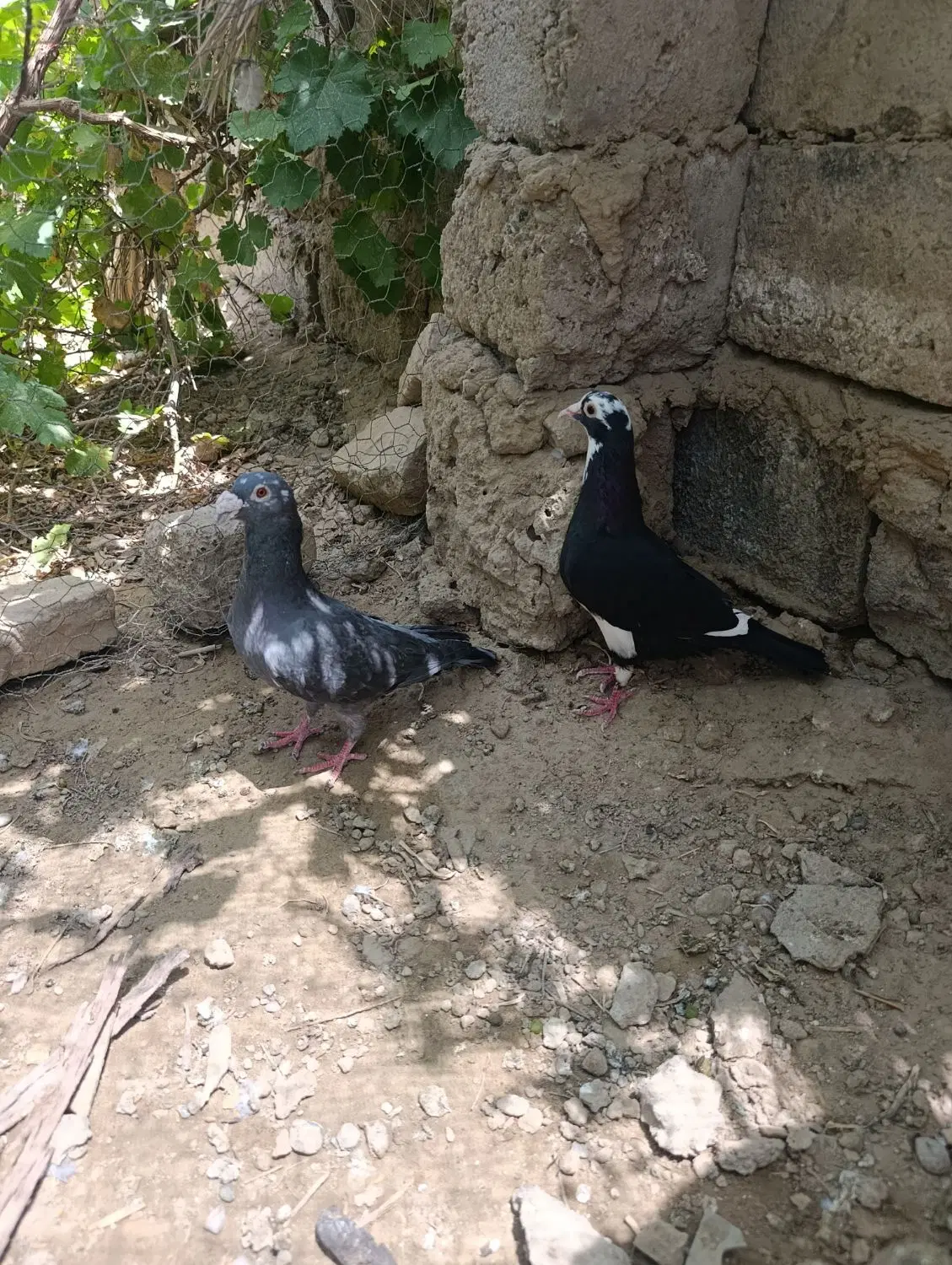 کبوتر|پرنده|زهک, |دیوار