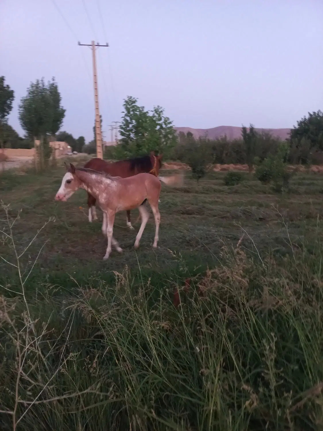 اسب|اسب و تجهیزات اسب‌سواری|بروجرد, |دیوار