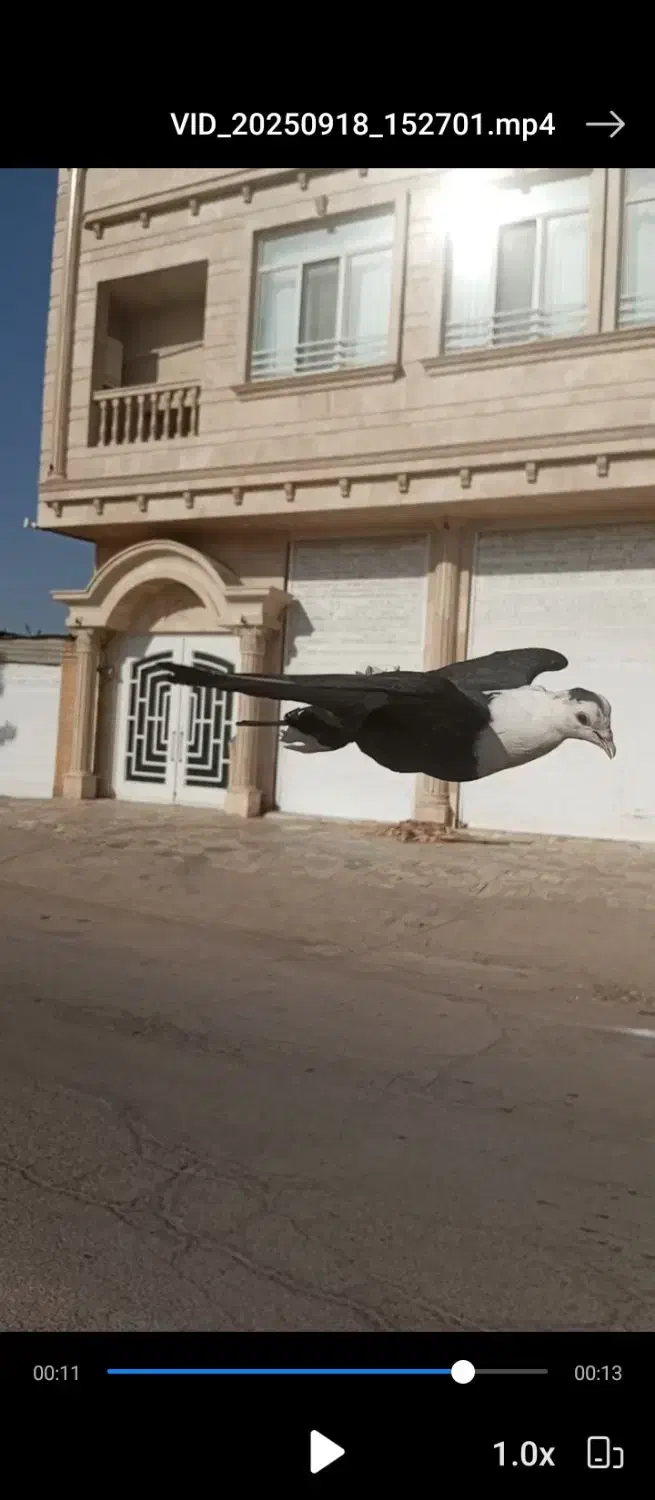 گمشده|حیوانات|زرند, |دیوار