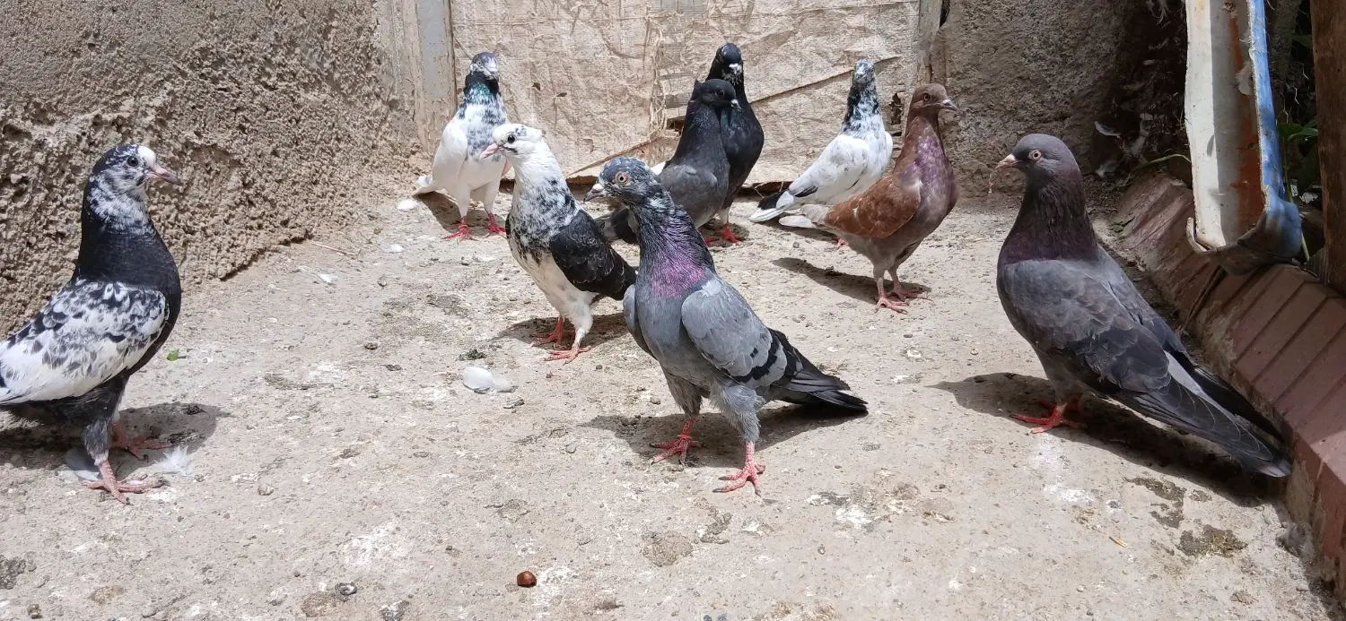 کبوتر|پرنده|بیله سوار, |دیوار