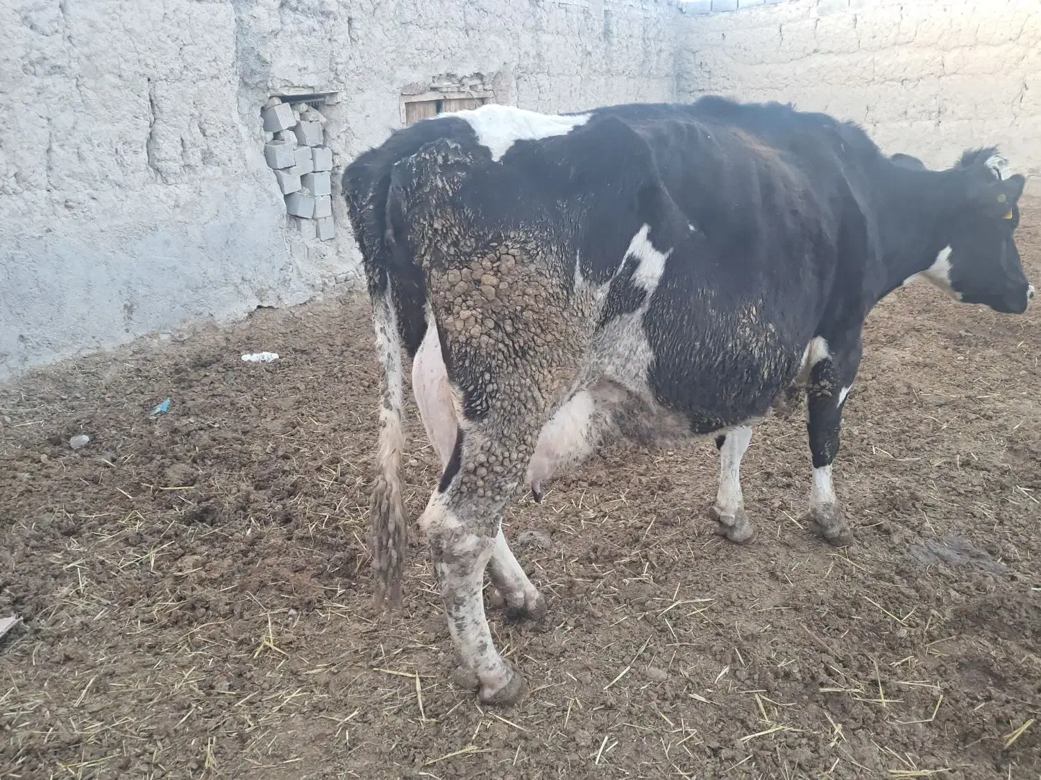 گاو شیری|حیوانات مزرعه|چناران, |دیوار
