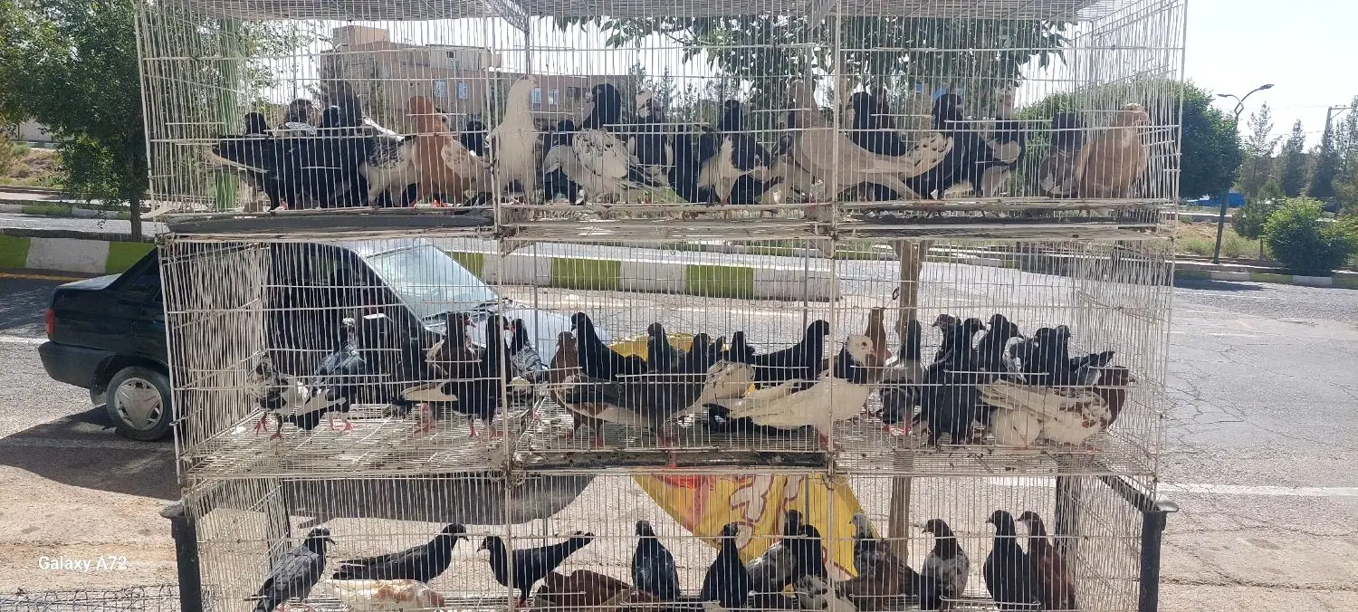 کبوتر|پرنده|رفسنجان, |دیوار