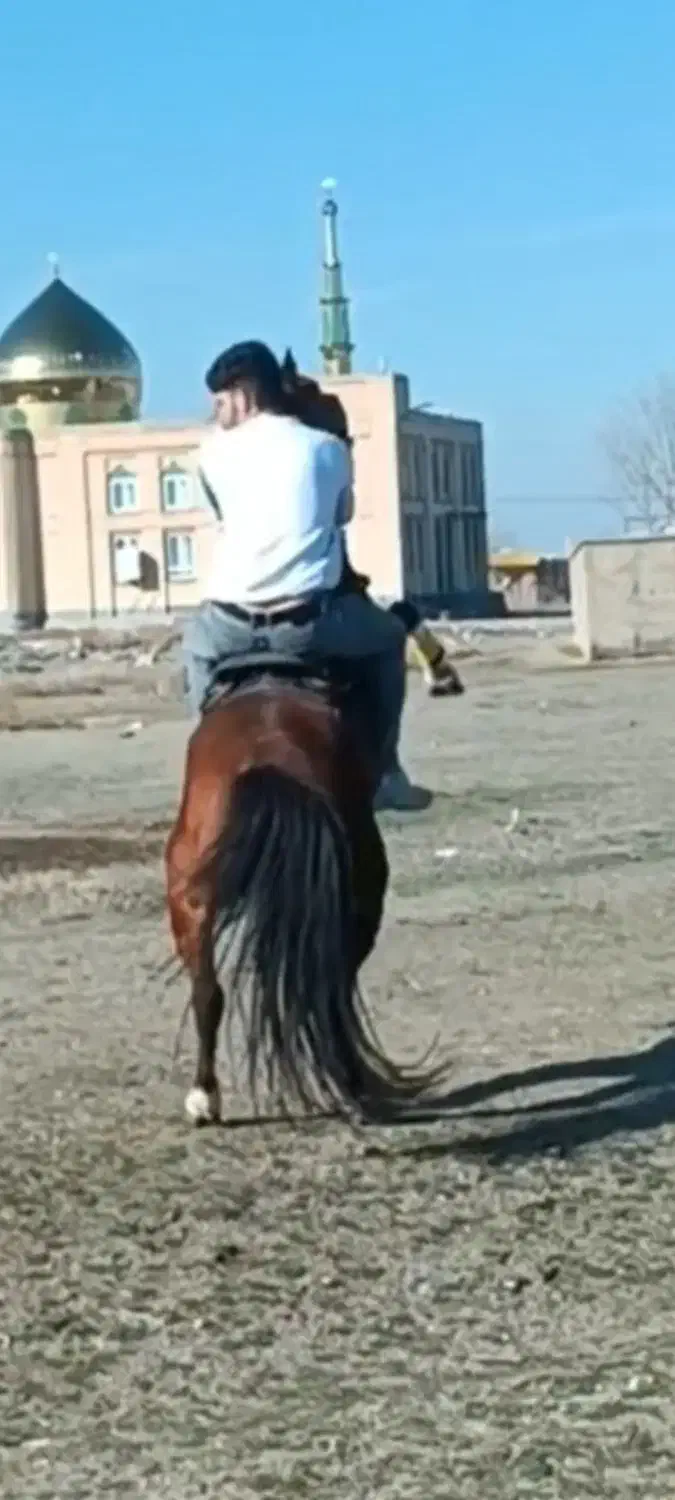 اسب|اسب و تجهیزات اسب‌سواری|ارومیه, |دیوار