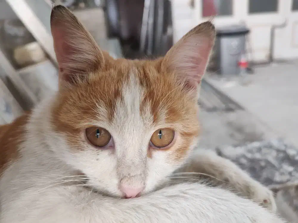 گربه گمشده|حیوانات|قم, هنرستان|دیوار