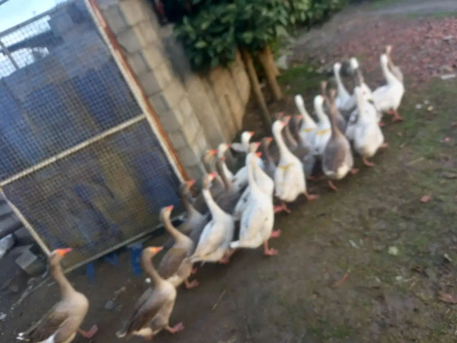 غاز محلی|حیوانات مزرعه|فریدونکنار, |دیوار