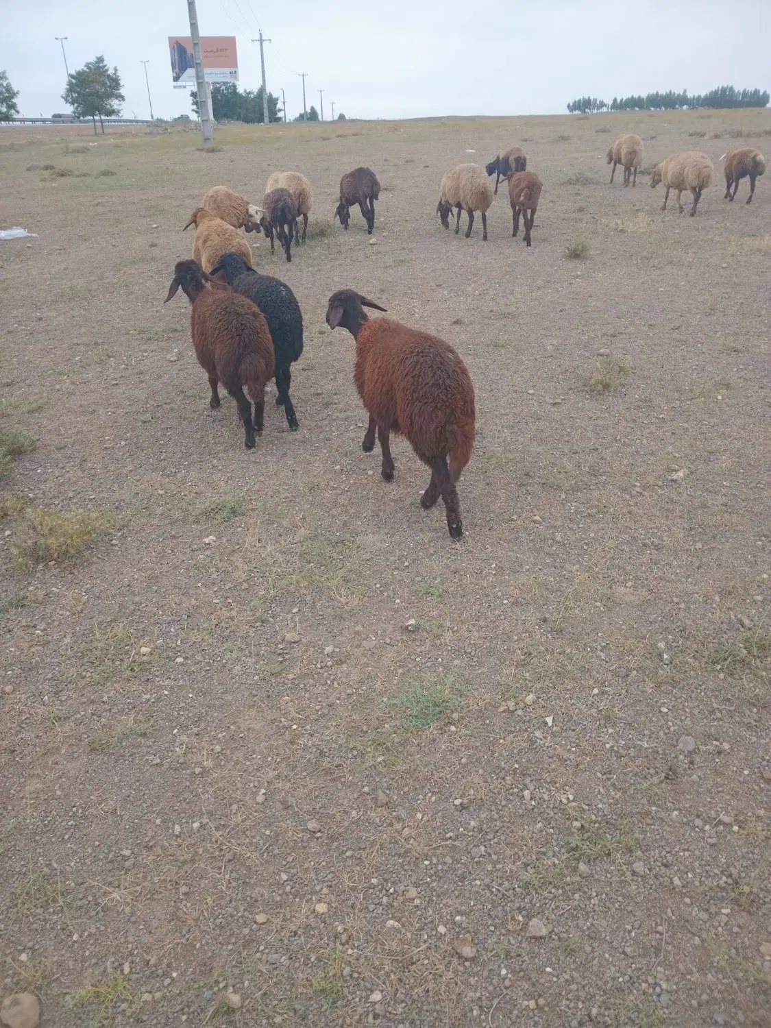 بره|حیوانات مزرعه|اردبیل, |دیوار