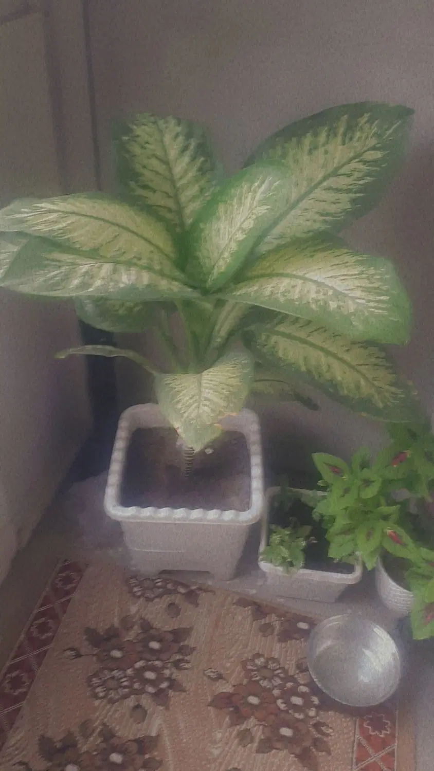 گل قشنگ|گل و گیاه طبیعی|سقز, |دیوار