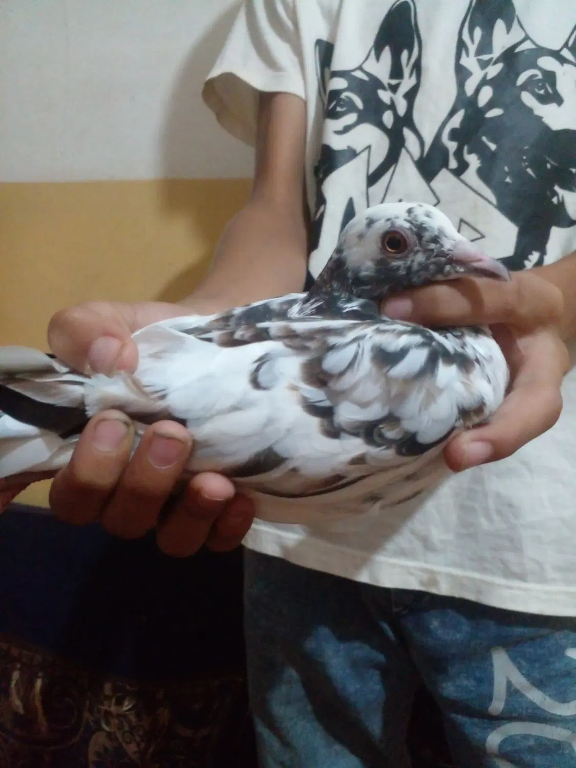 کبوتر|پرنده|گرگان, |دیوار