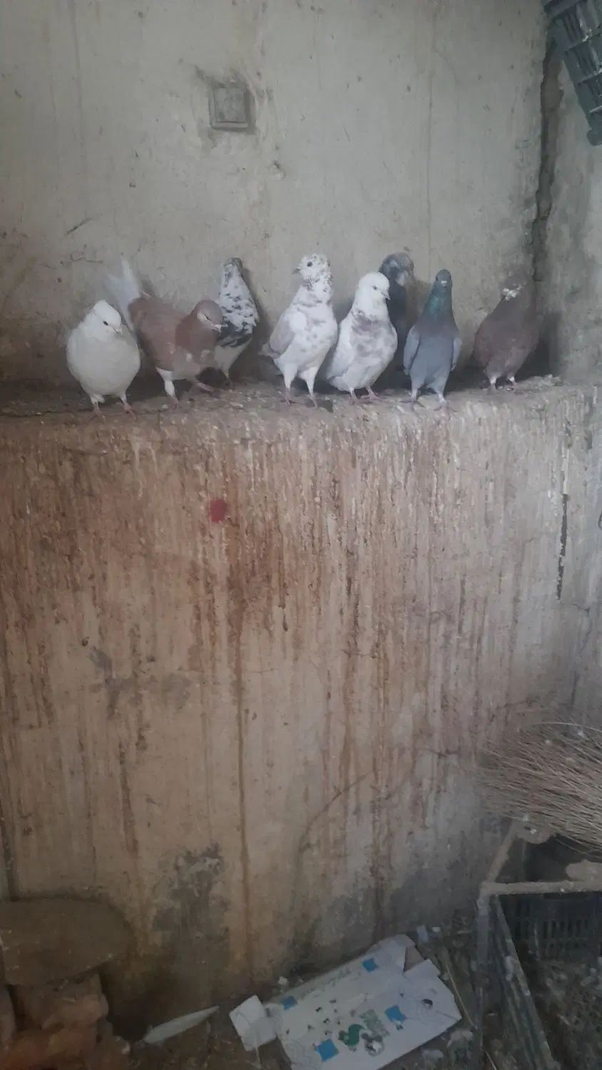 اراز|پرنده|سیلوانه, |دیوار