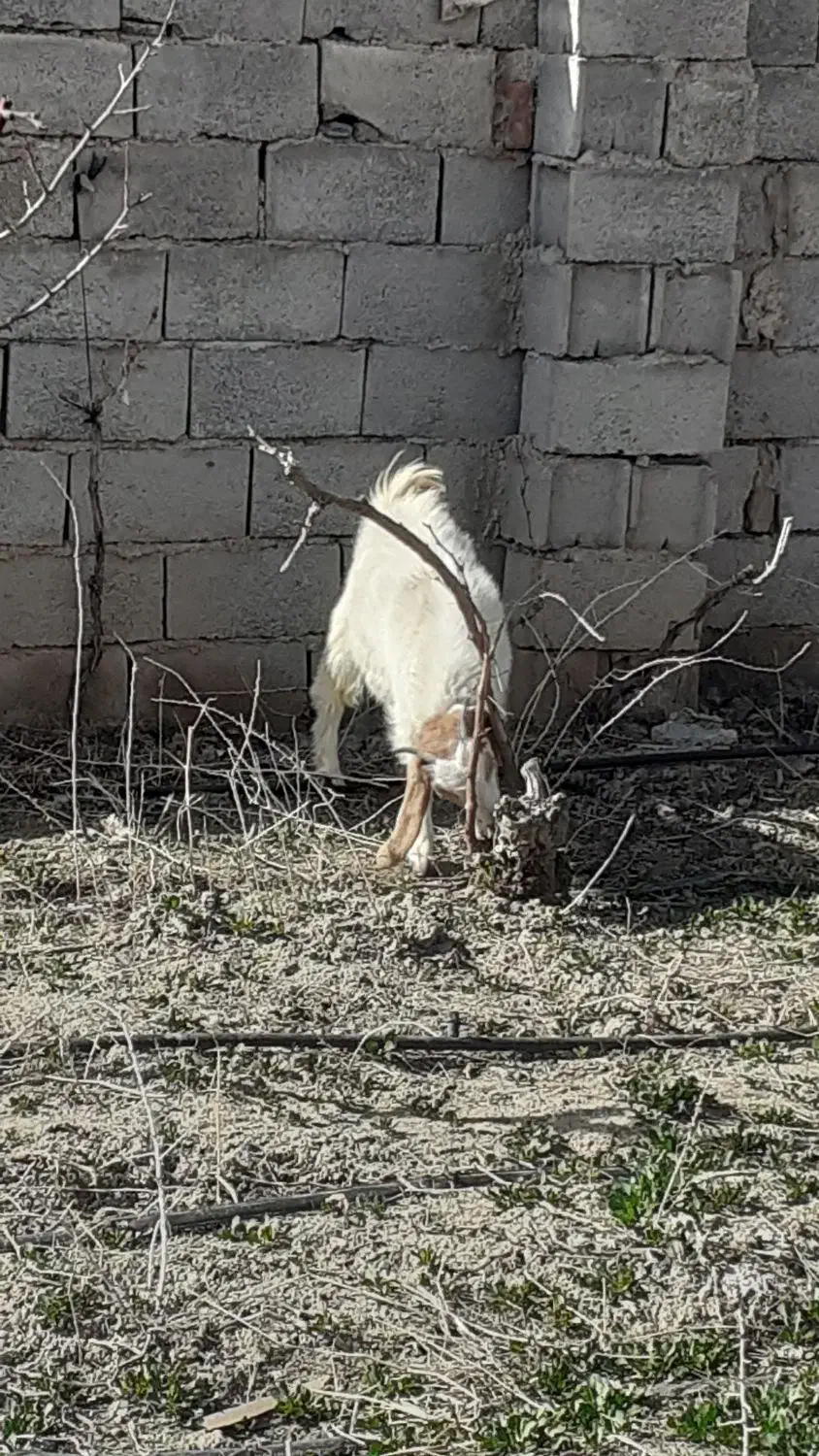 بزغاله ی چاووش سه عدد|حیوانات مزرعه|نیشابور, شهرک رضوی|دیوار