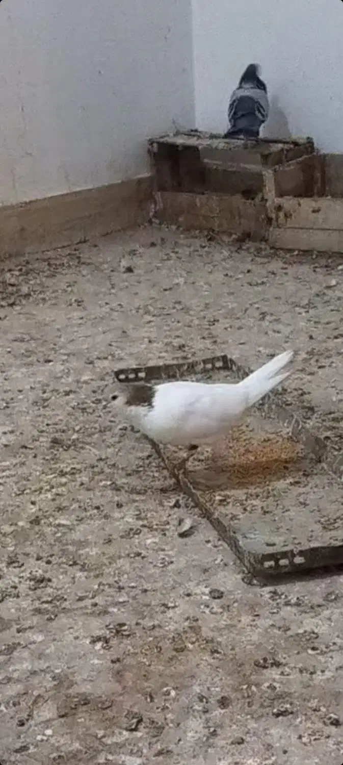 سلام|حیوانات|آبپخش, |دیوار